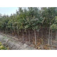 3公分楓香價(jià)格、3公分木荷批發(fā)直銷(xiāo)、3公分杜英采購(gòu)價(jià)格
