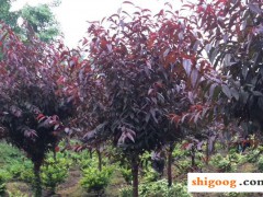 紅葉李和紅葉碧桃區(qū)別，外觀和生長(zhǎng)習(xí)性
