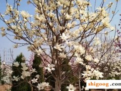 玉蘭花有幾種顏色？分別是那些品種