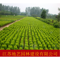 供應(yīng)灑金柏、灑金柏苗價(jià)格/圖片/基地/苗圃直銷