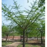 南通瑞樂景觀綠化基地最新報價
